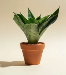 Sansevieria Hahnii